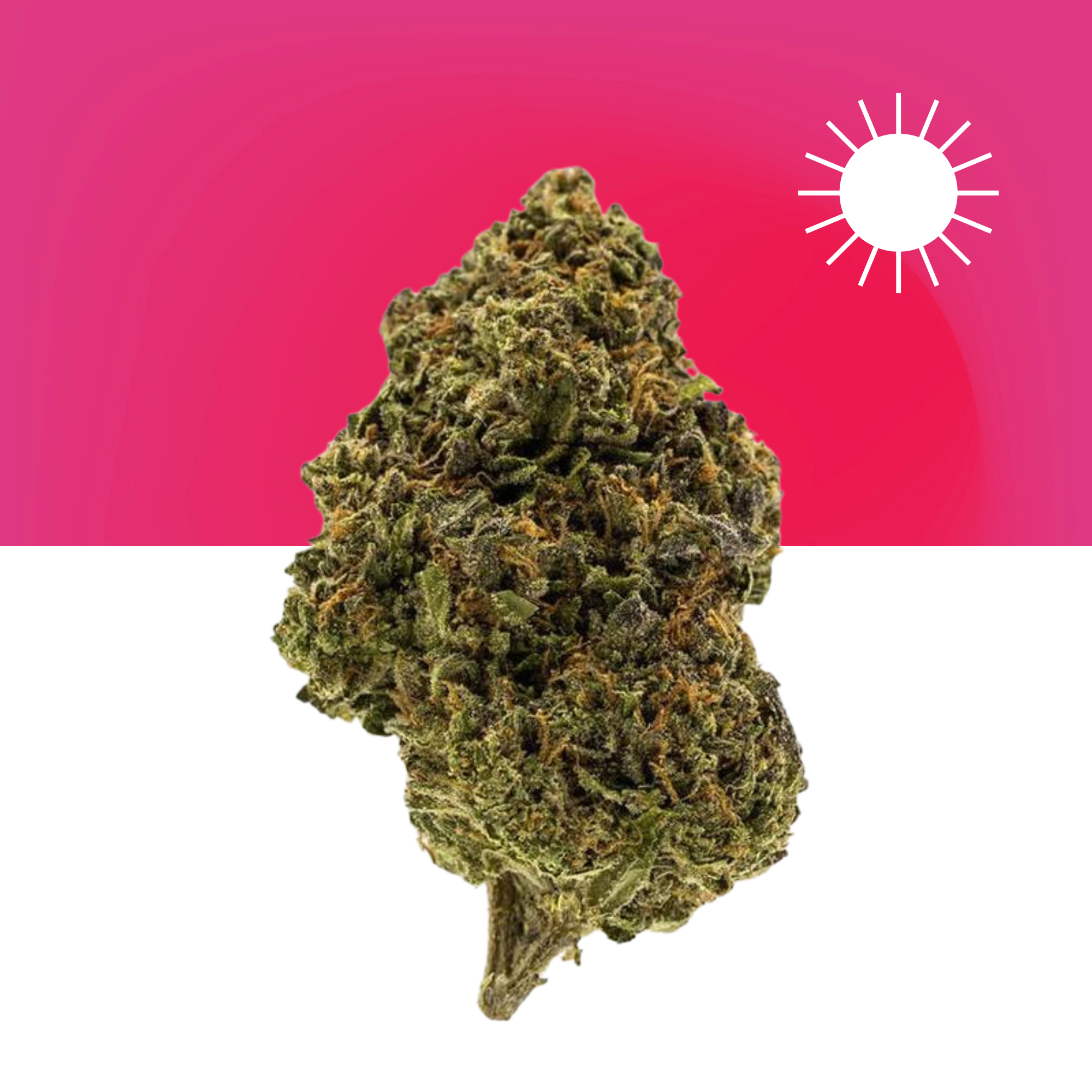 カワラハハコ　ドライフラワー④ Buy Green Crack THCa Flower Online by MARYJAE Dispensary
