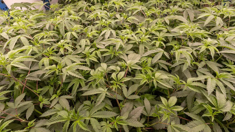 420 Origins & History