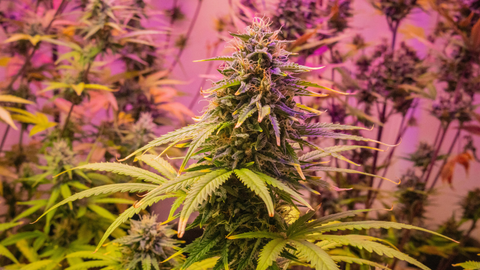 Texas Hemp Law Update April 2026: THCa, TRO & What You Can Buy at MARYJAE