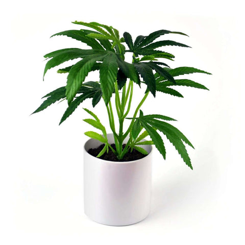 Pot Plant - Clone image 0
