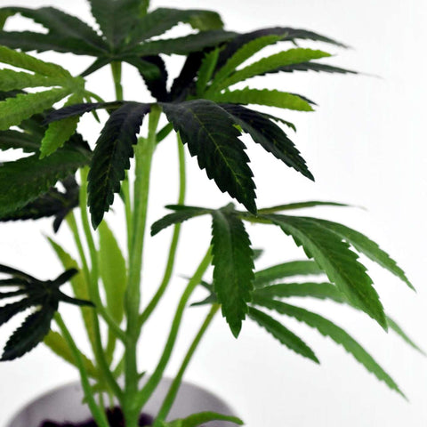 Pot Plant - Clone image 2