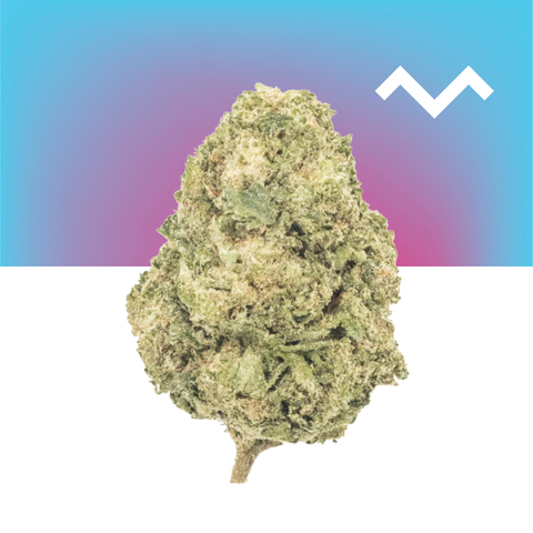 Key Lime Jack THCa Flower