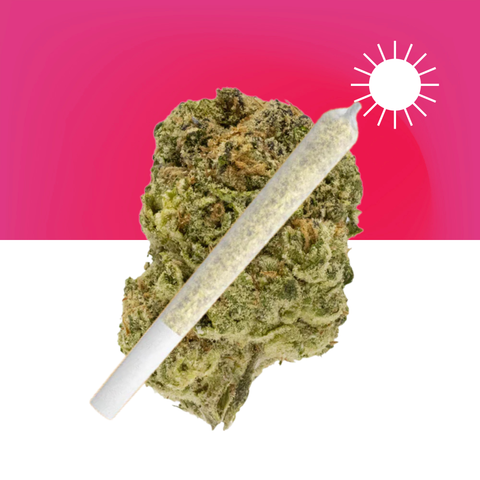 Maui Wowie Pre-Roll (THCA)